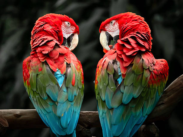 Two Vibrantly Colored Parrots Perched Together on a Branch Looking at Each Other
