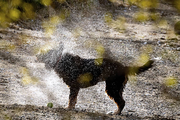 A wet dog shaking off water outdoors on a sunny day, with water droplets suspended in the air. The natural setting and the playful activity make this scene cheerful and lively.