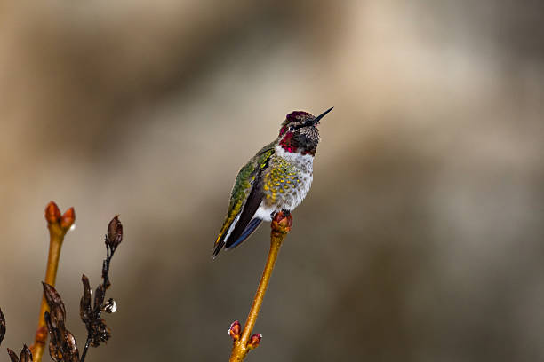 istock Side view of Annas hummingbird perched alone with a brown background 2214124961