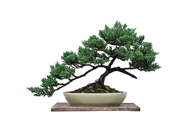 juniper pine bonsai in a ceramic pot on white background
