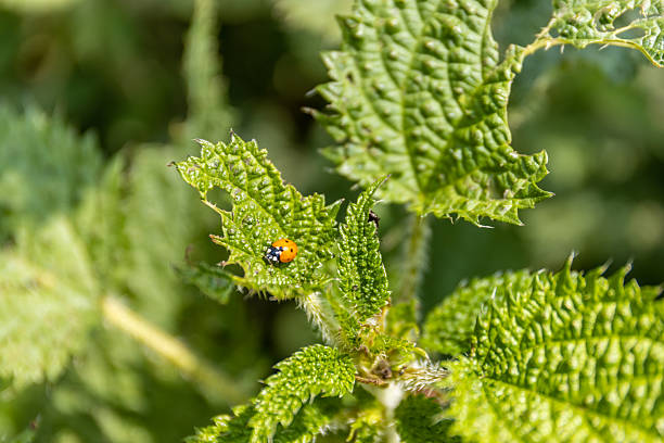 A leafhopper ( Cercopidae ) sits on a plant in the green nature
