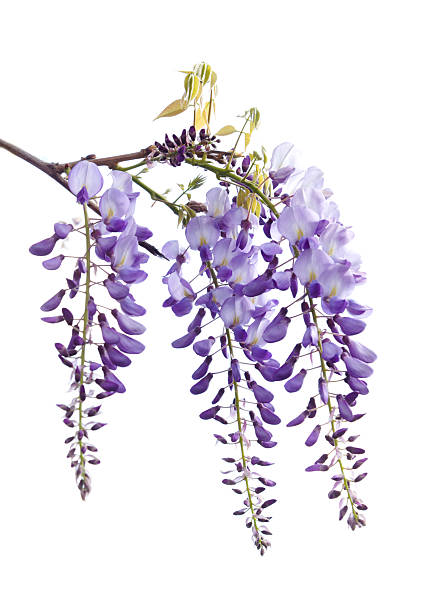 istock Flowering gentle lilac Wisteria 2214129856