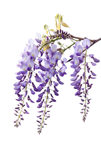 istock Flowering gentle lilac Wisteria 2214129860