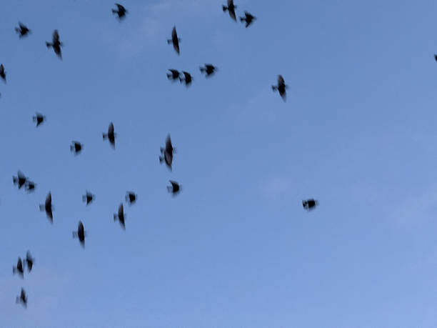 Flying Foxes / Bats (Pteropus) flying above Tree Tops in the Dusk, Yungaburra, Queensland, Australia.