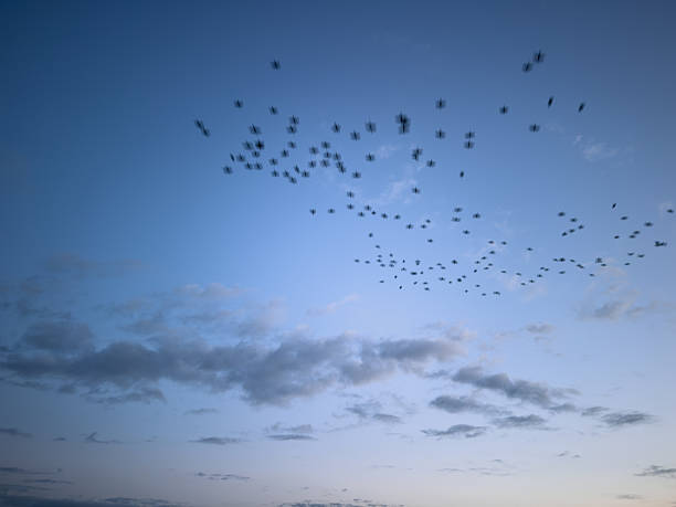 Flock of birds flying in formation against a backdrop of a cloudy dusk sky, creating a tranquil and captivating scene in nature, highlighting the beauty of wildlife in motion