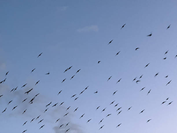 istock Flock of birds flying in the blue sky 2214130723