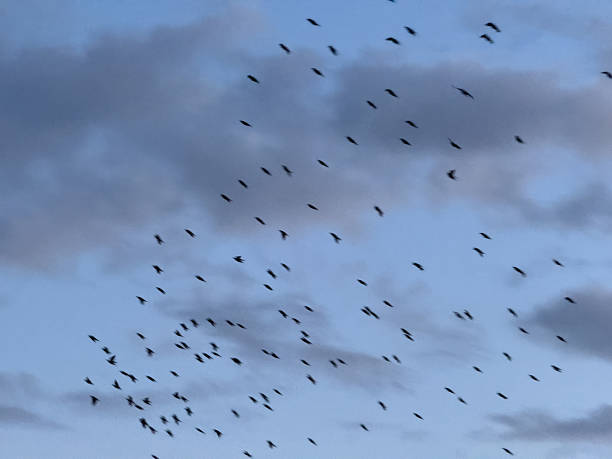 istock Flock of birds flying in cloudy sky at dusk 2214130757