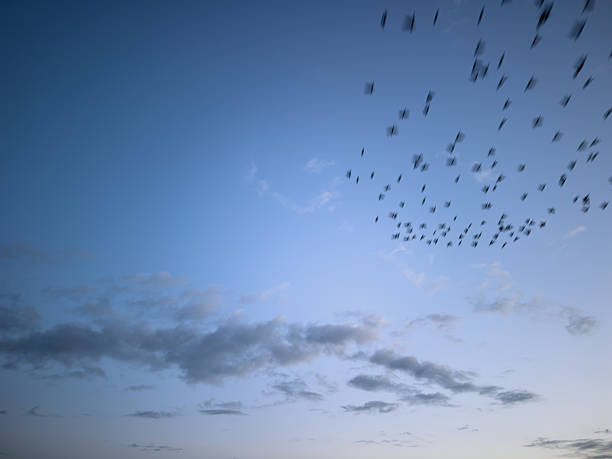 Large flock of birds soaring through the evening sky, embodying a sense of freedom and unity while silhouetted against the colorful twilight clouds, creating a tranquil scene in nature