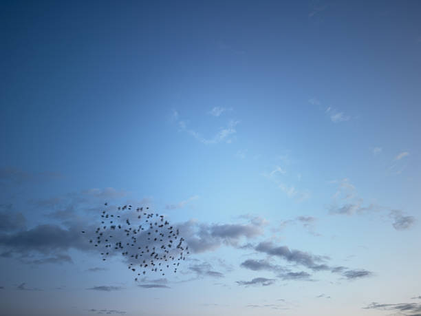 Flock of birds flying in a heart formation with a sea sunrise or sunset behind them. Love and romance concept