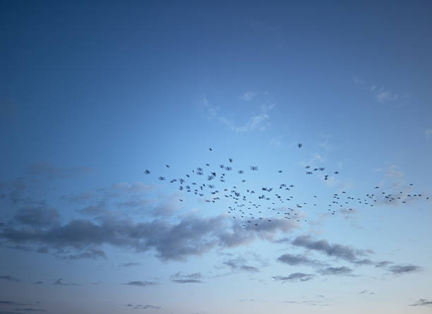 Large flock of birds soaring gracefully across a stunning twilight sky, dotted with clouds, evokes a sense of freedom and the untamed beauty of nature and wildlife