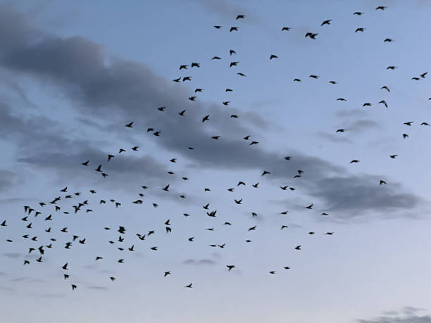 istock Flock of birds flying in cloudy sky at dusk 2214130840