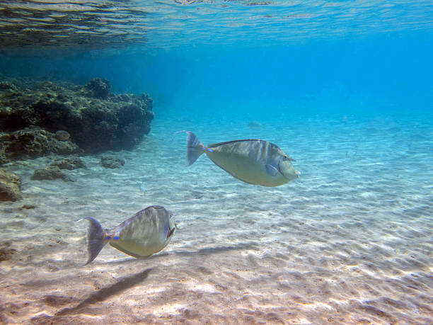 istock Short-nosed unicornfish fish - Naso brevirostris 2214131000