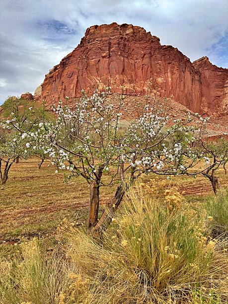 istock Capitol Reef National Park 2214131010