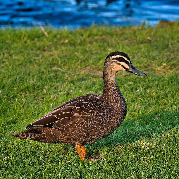 istock Australian black duck enjoying a sunny day on the grass 2214136005