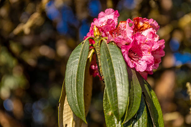 Rhododendron flowers on the huge tree in Himalayas. Spring red flowers of Rhododendron tree in blossom in Nepal on the trekking route in Himalaya mountains