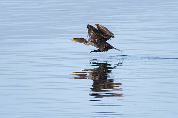 istock Spring time is in the air as the birds are feeding. 2214137633
