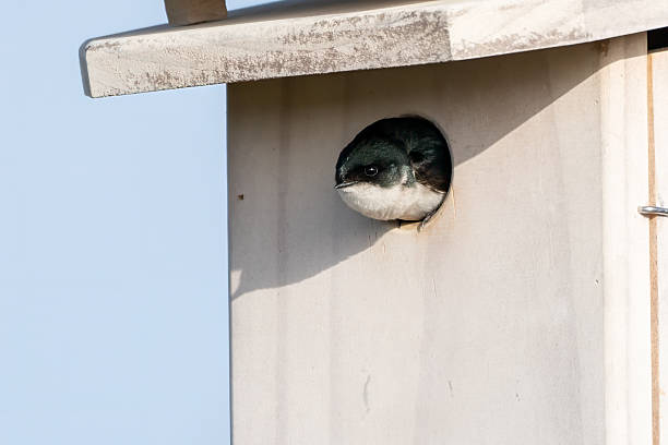 Tree Swallow Bird Pokes Out of Bluebird Nesting Box Showing Iridescent Blue Feathers in the Sunlight