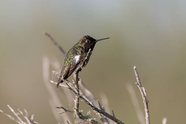 istock Spring time is in the air as the birds are feeding. 2214137639