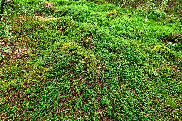 Dense and vibrant moss spreads across the forest floor, creating a lush, green view. Captured in a forest landscape in Denmark, this scene exemplifies the beauty of undisturbed nature and tranquility.