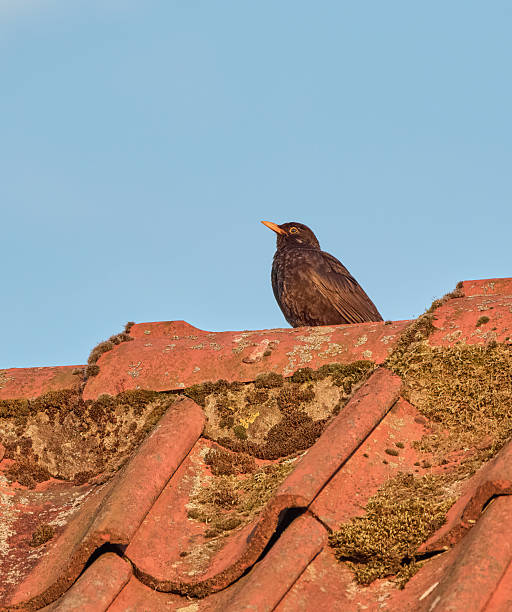 istock Blackbird perched on a moss-covered red roof during sunny day 2214137770