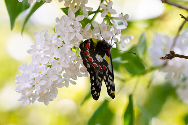 A Spotted Jezebel butterfly (Delias aganippe) delicately pollinating a cluster of white cherry blossom flowers. The butterfly’s vibrant black, white, red, and yellow markings contrast beautifully with the soft white petals