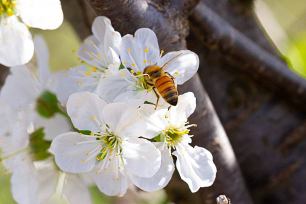 A bee as it collects pollen from a delicate white cherry blossom flower. The soft petals and fine floral details contrast beautifully with the fuzzy texture of the bee