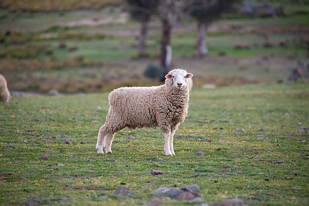 Sheep in paddock with setting sun