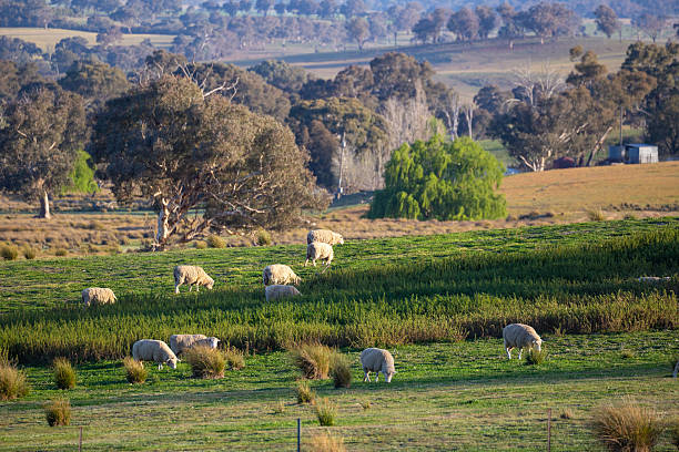 Landscape view of sheeps in meadow of green farm land