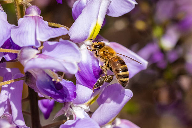 A bee as it collects pollen from a delicate purple flower. The soft petals and fine floral details contrast beautifully with the fuzzy texture of the bee