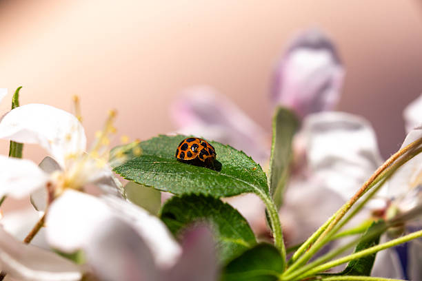 This close-up image features an orange and black lady beetle perched delicately on a vibrant green cherry blossom leaf.