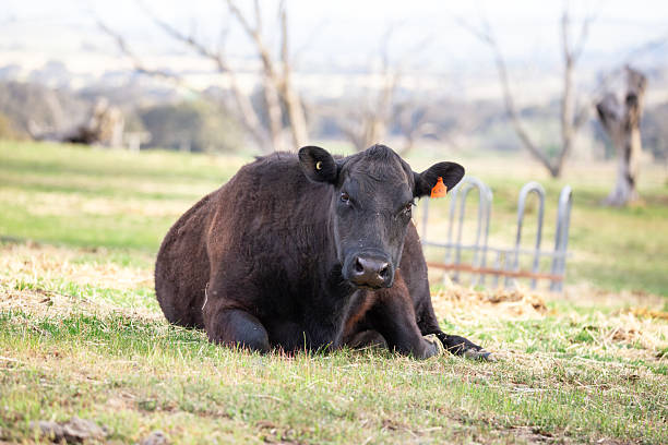 istock Black Angus cows grazing on lush green grass in a rural farm setting 2214138014