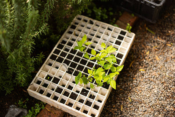 Seedlings are growing in a seed tray in a community garden, waiting to be planted