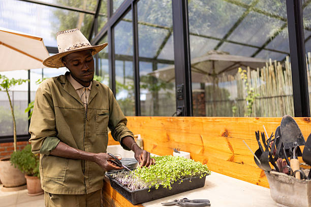 istock Farmer harvesting fresh microgreens in greenhouse 2214138368