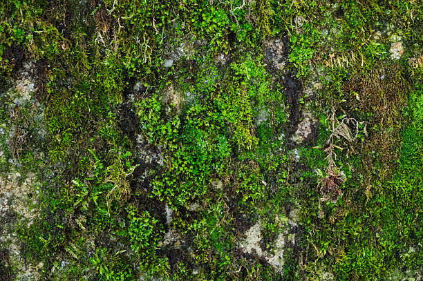 istock Close-up of moss growing on stone surface 2214138577