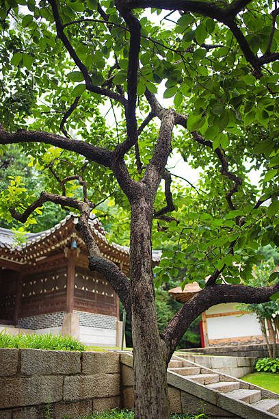 istock Summer Seoul Home Garden Trees 2214139820