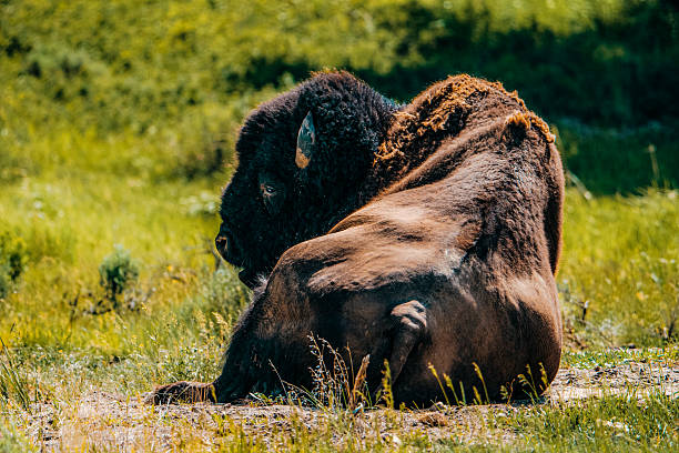 Bull Bison lying next to the road in yellowstone National Park
