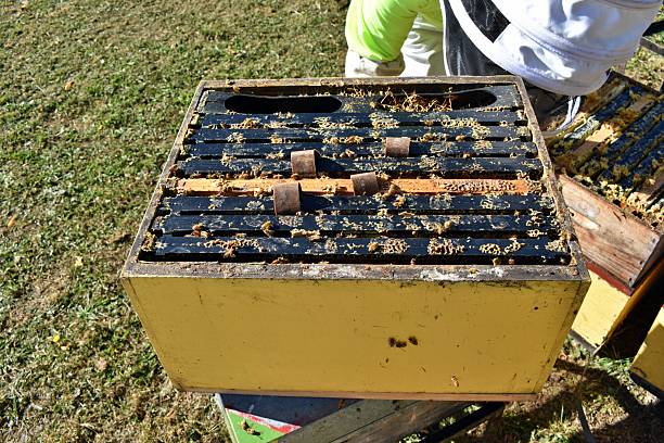A beekeeper takes out the old organic Varroa Mite cardboard strips and replaces them with new strips. These strips are organic Oxalic Strips now being used in beehives. Oxalic strips are handmade from cardboard soaked in oxalic acid and food-grade glycerine. They are used as an eco-friendly way to treat the Varroa mite in beehives to help maintain the bee colonies health.