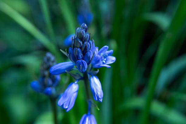 istock Close up of Spanish Bluebells (Hyacinthoides hispanica) 2214145237