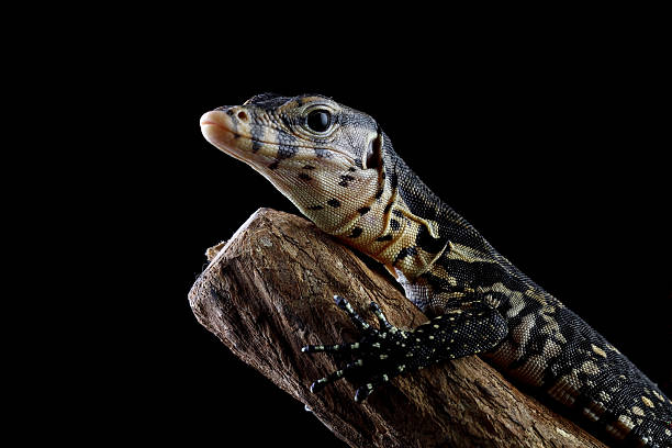 Varanus salvator isolated on black background