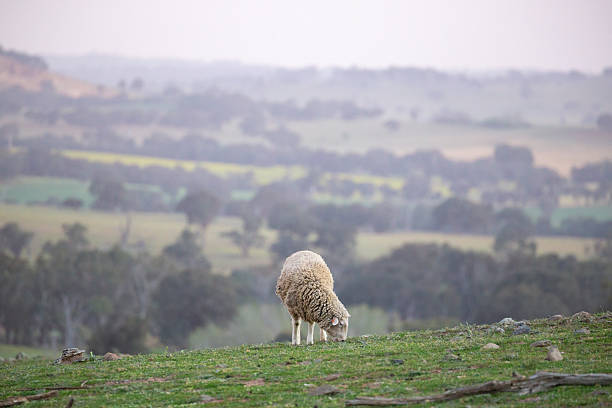 Merino sheep mid-graze in a rural setting, surrounded by tufts of grass and scattered rocks. The image shows the sheep's thick wool coat