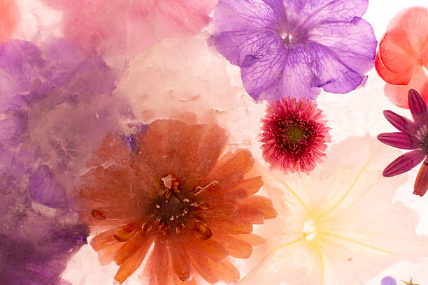 Background of frozen flowers in ice