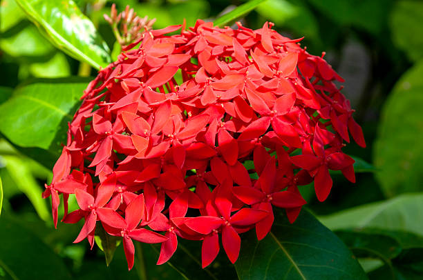 istock Tropical Ixora Flower Cluster – Jungle Geranium with Lush Green Leaves 2214148112