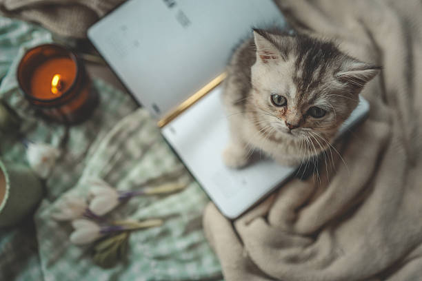 istock Cute kitten sitting on an open diary surrounded by a cup of tea, burning candle, spring flowers, and cozy fabrics in a peaceful setting 2214148458