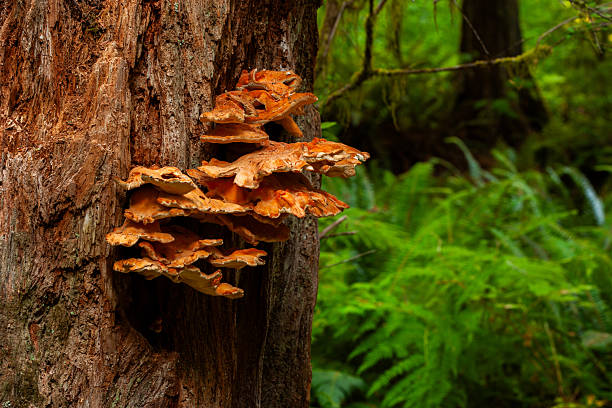 Sulphur Shelf Fungus on a Redwood tree in Jedediah Smith Redwoods State Park, California