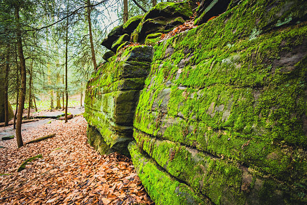 Beautiful Bright Green moss grown up cover the rough stones and on the floor in the forest. Show with macro view.