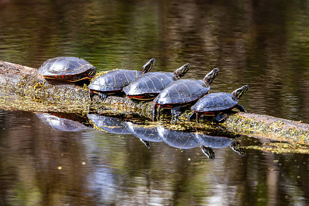 Family of Painted Turtles Sunbathing on Tree