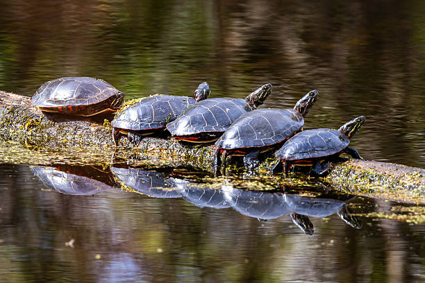 istock Family of Painted Turtles Sunbathing on Tree 2214151237