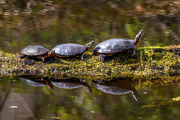 istock Family of Painted Turtles Sunbathing on Tree 2214151241