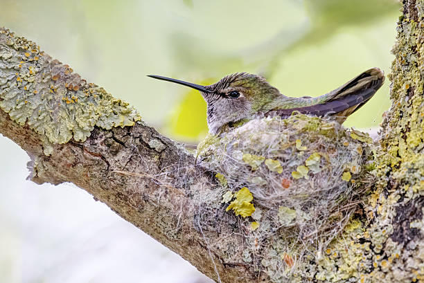 istock Female Anna's Hummingbird hatching eggs 2214151889