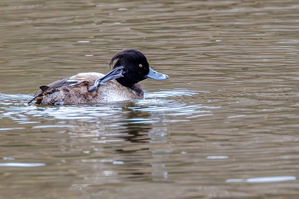 istock Ring-necked duck, Coquitlam, BC, Canada 2214151907